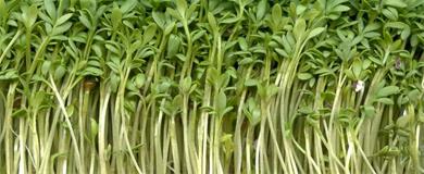 Kweekkasje van eierdoos